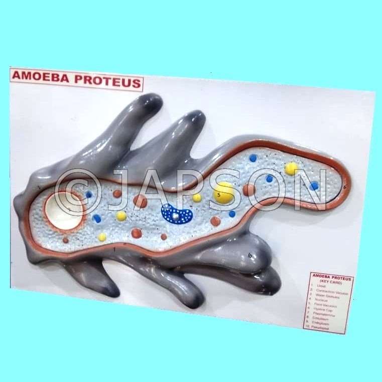 Amoeba Model, Superior
