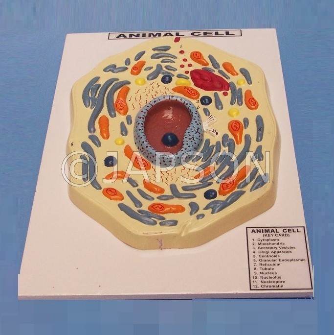 Animal Cell