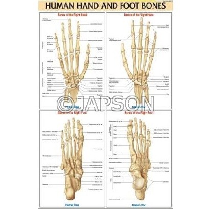 Medical (Nursing) Charts-I, School Education