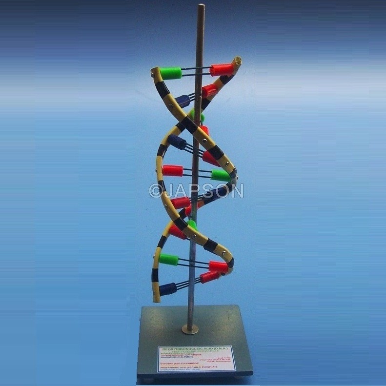 DNA Model, Standing, Economy