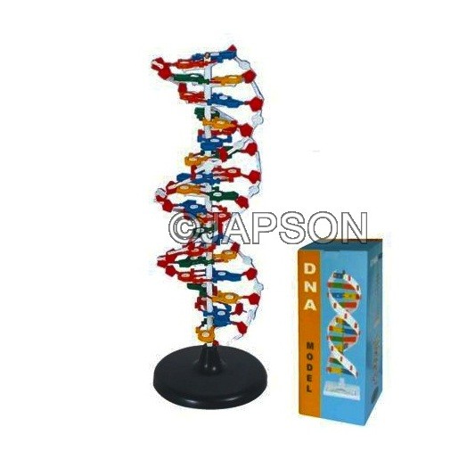 DNA Structure Model, Plastic Assembly Kit, Deluxe