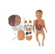 Fetus with Viscera and Placenta