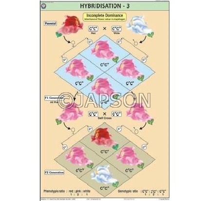 Genetics & Evolution Charts, School Education