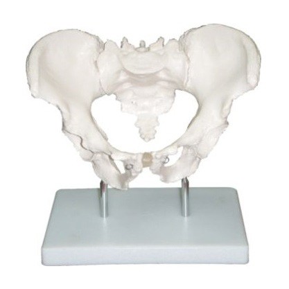 Human Adult Male Pelvis Structural Model
