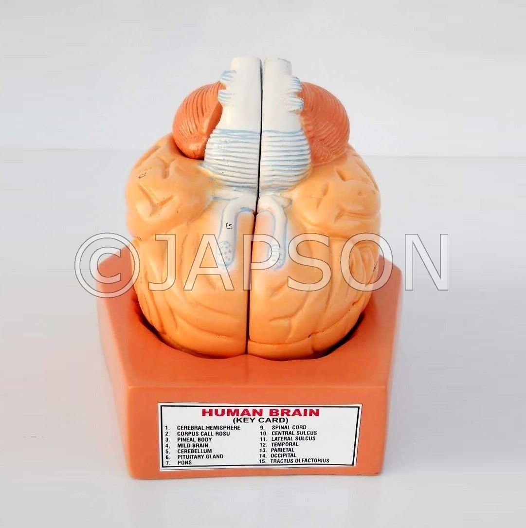 Human Model - Brain, 4 Parts, on Base