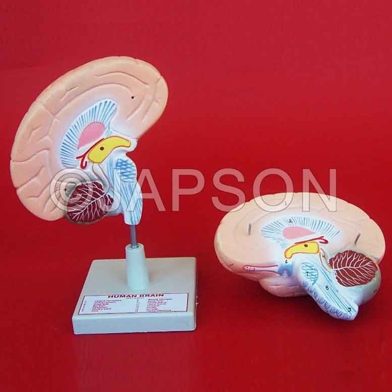 Human Brain Model, 2 Parts