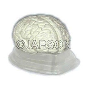 Human Brain Model, Plastic, 3 Parts