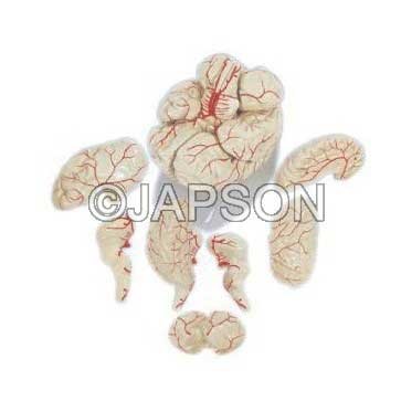 Human Brain Model with Arteries, PVC, 8 Parts