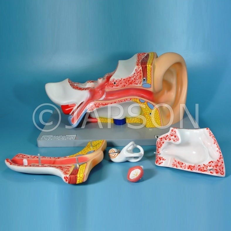 Human Ear Model, 5 Parts, Superior