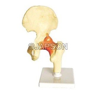 Human Hip Joint Model