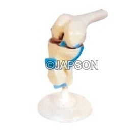 Human Knee Joint Model, Functional, Life Size