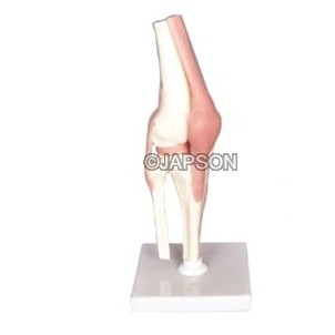 Human Knee Joint Model, Life Size