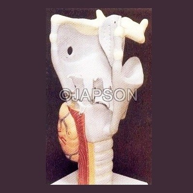 Human Larynx