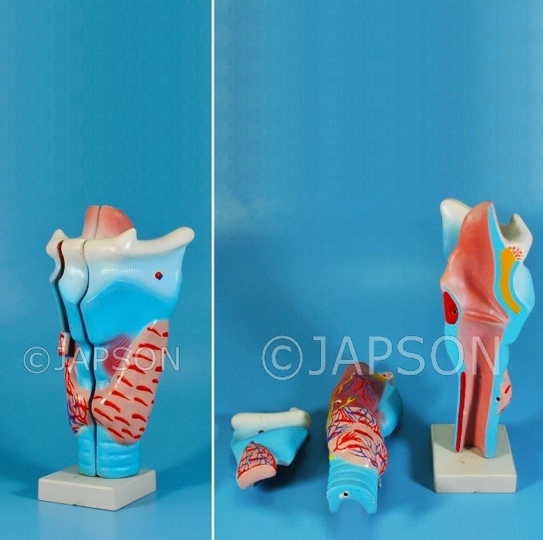 Human Larynx, Full Size 3 Parts