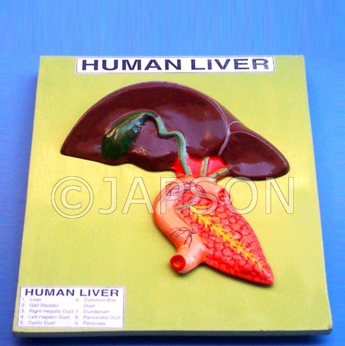 Human Liver Model