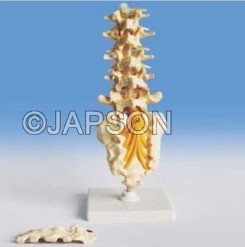 Human Lumbar Spinal Column Model