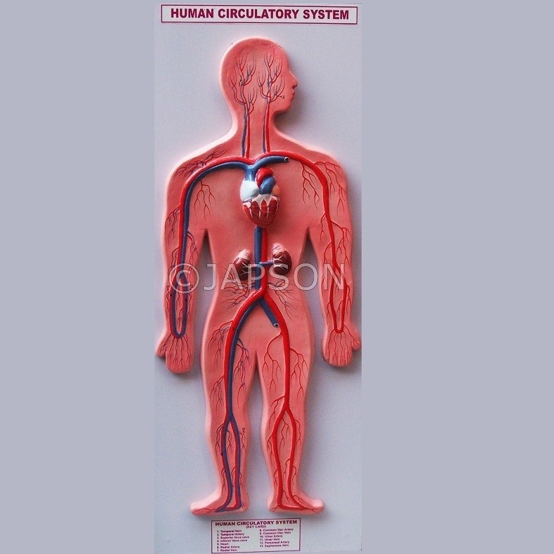 Human Model, Circulatory System, Big