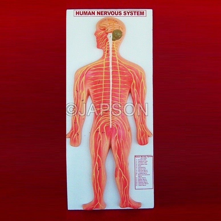 Human Model, Nervous System