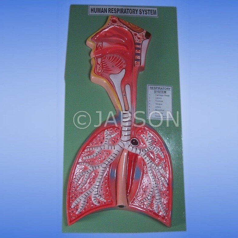 Human Model, Respiratory System