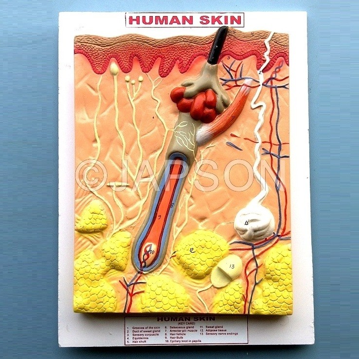Human Model, Skin