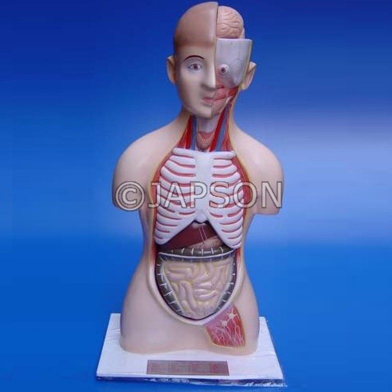 Human Model, Torso, Full size