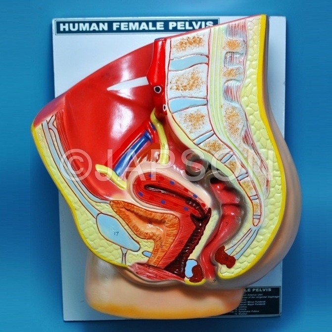 Human Model, Pelvis Female