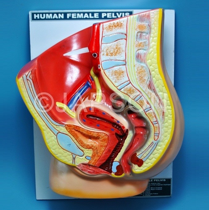 Human Pelvis, Female