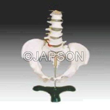 Human Pelvis Structural Model With 5 Pcs Lumbar Vertebraes