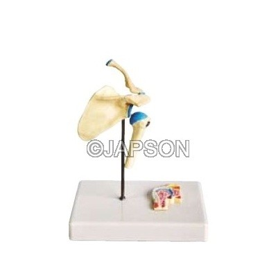 Human Shoulder Joint Model, Functional