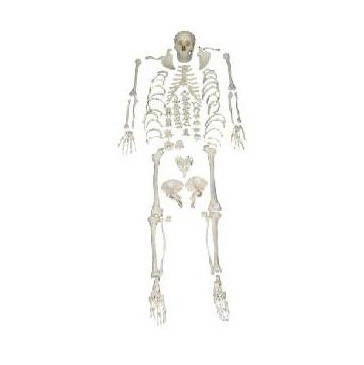 Human Skeleton Model, Disarticulated