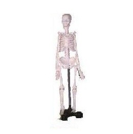 Human Skeleton Model, Mini