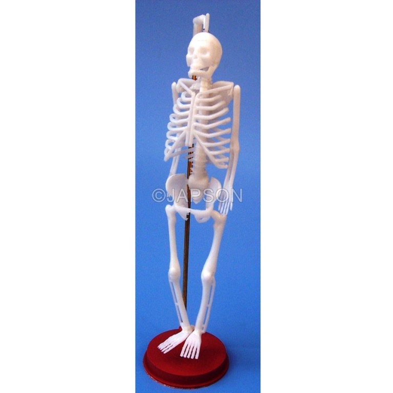 Human Skeleton Model, Small, Plastic