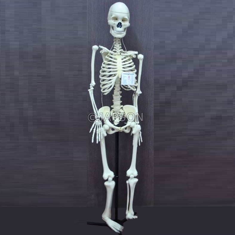 Human Skeleton Model with/without Stand