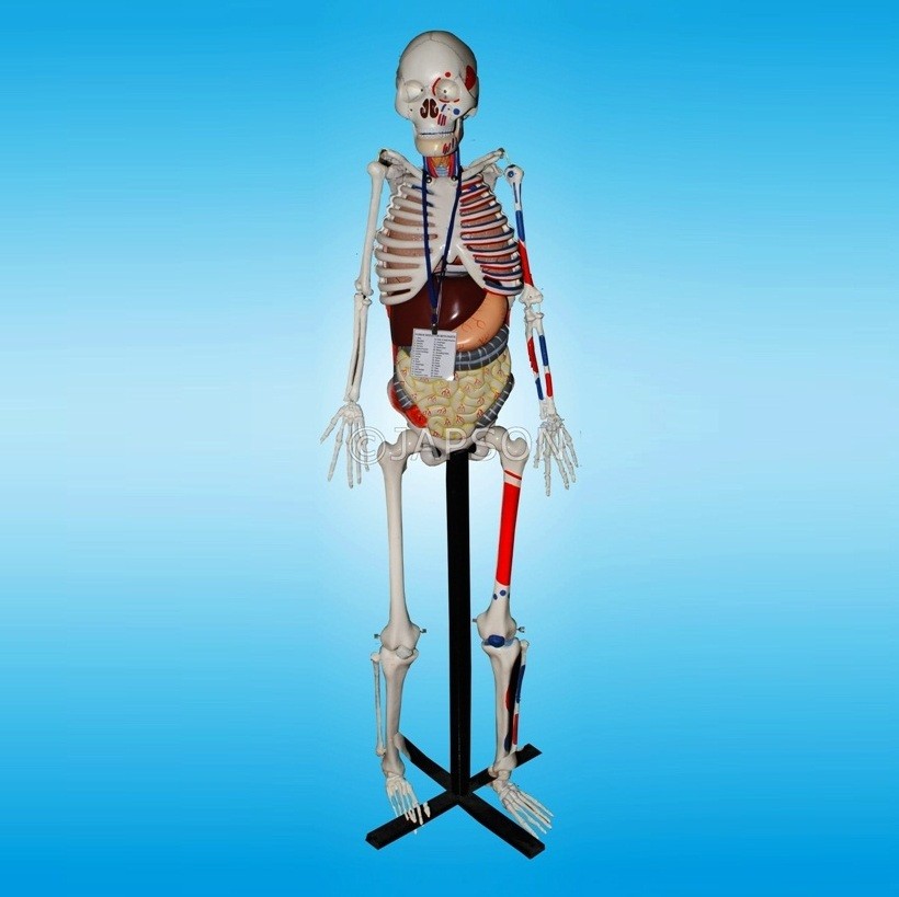 Human Skeleton with Internal Organs & Muscles