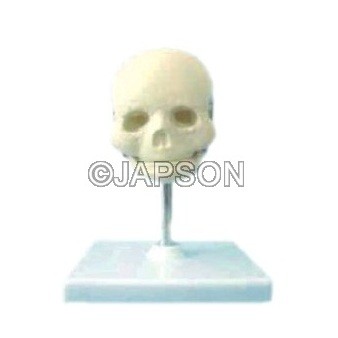 Human Child Skull (Replica)