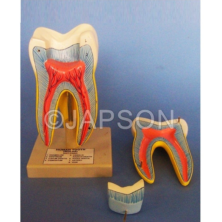 Human Teeth Model, Triple Root Molar