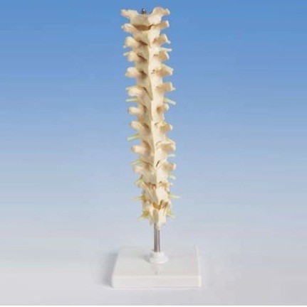 Human Thoracic Spinal Column Model