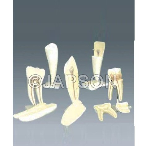 Human Tooth Set