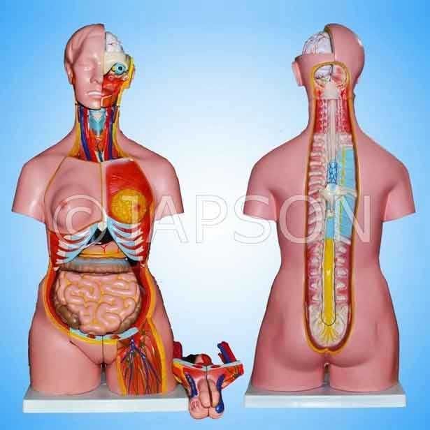 Human Torso with Interchangable Sex Organs, Muscles and Open Back, 23 Parts