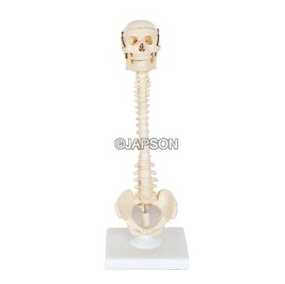 Human Vertebral Column Model With Skull