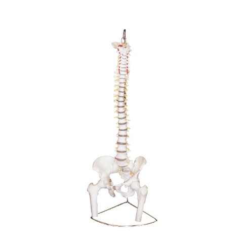 Human Vertebral Model With Pelvis & Femur Heads