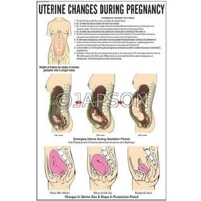 Nursing Charts, School Education