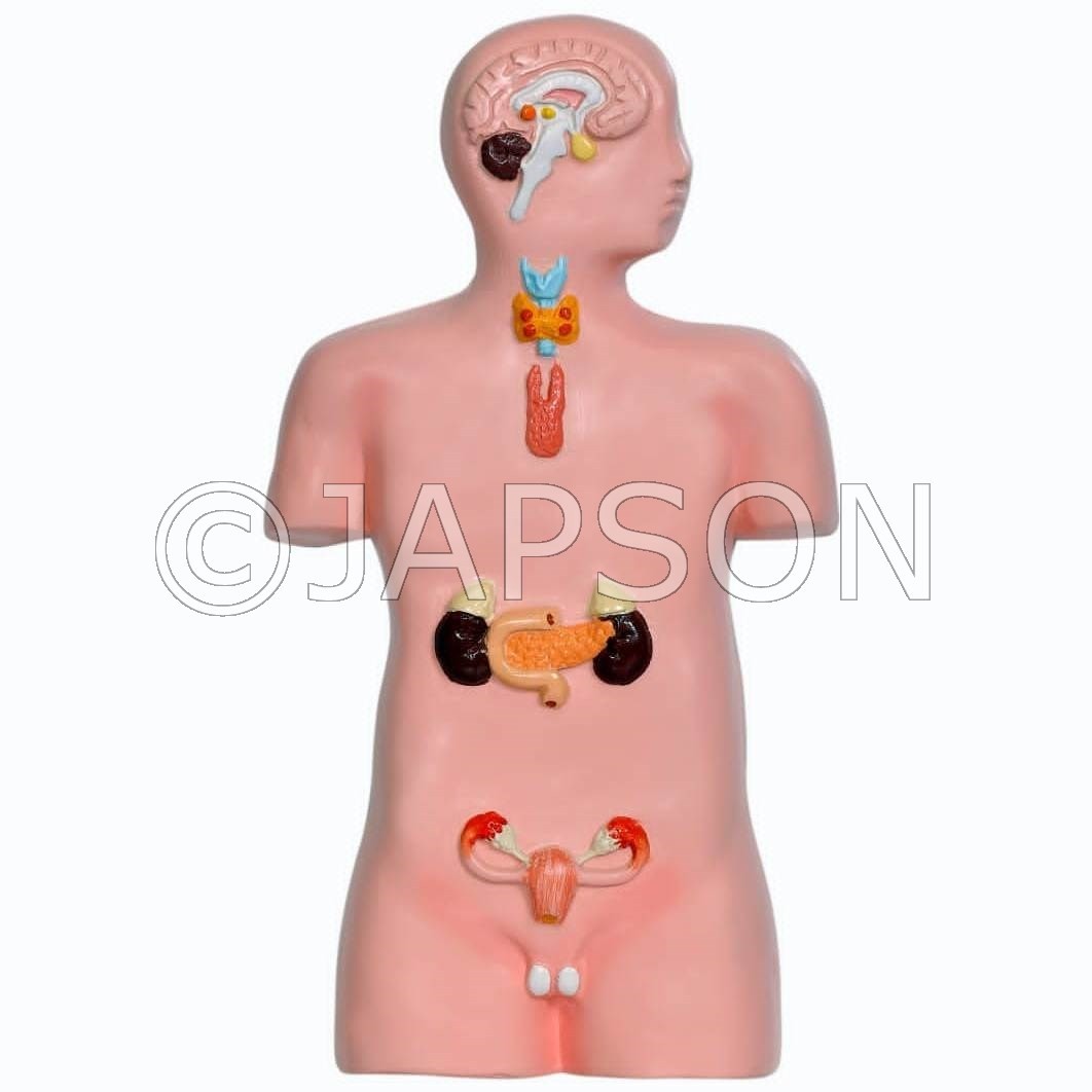 Model, Human Endocrine System