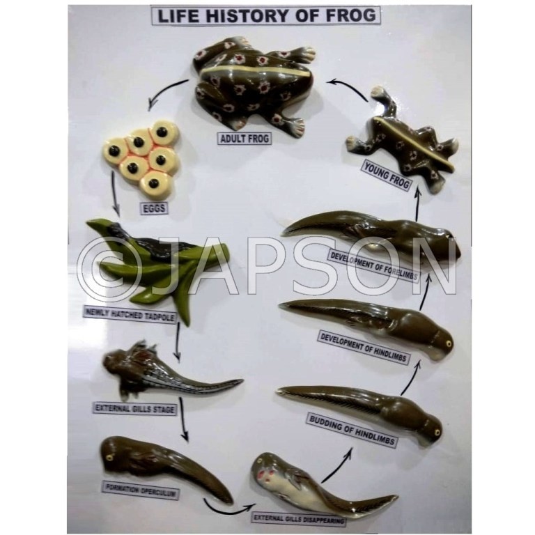 Model, Life History of Frog