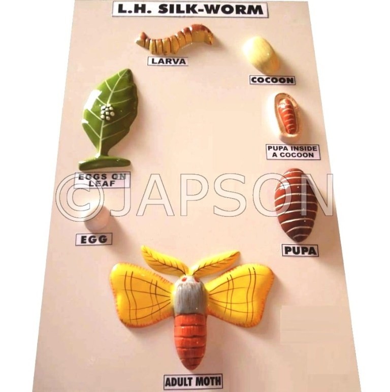 Model, Life History of L.H. Silkworm