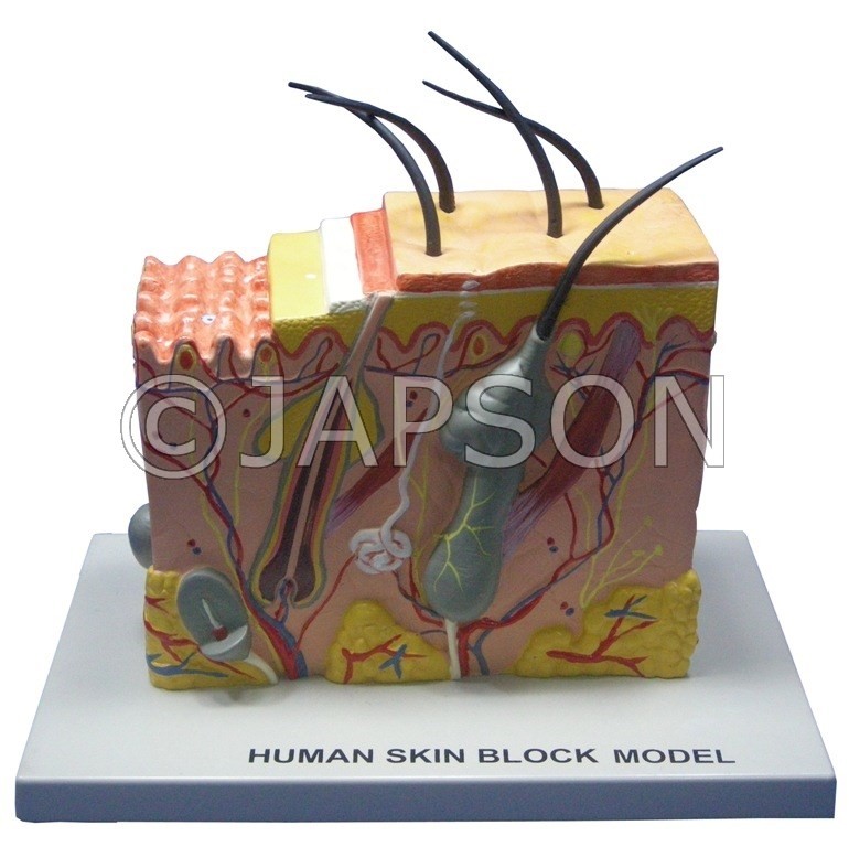 Model, Skin Block