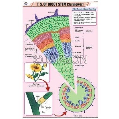 Stem Charts, Botany, School Education