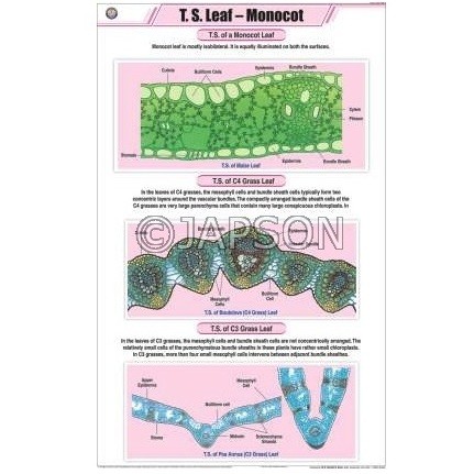 Leaf Charts, Botany, School Education