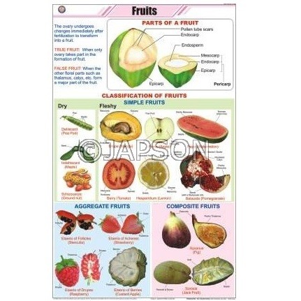 Fruits Charts, Botany, School Education