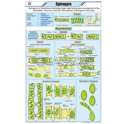 Algae Chart, Botany, School Education 